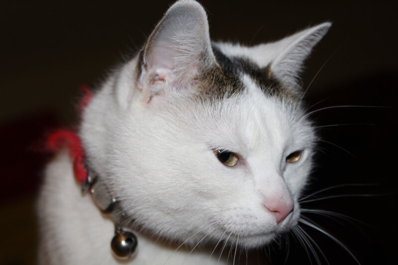 Infection in cats ear A cat ear yeast infection is one of the most commonly diagnosed cat ear problems at veterinary clinics. But unlike their canine counterparts, cats, by nature, tend to be very stoic creatures. As a result, ear infections in cats may cause serious health issues and may reach an advanced state before symptoms become noticeable.